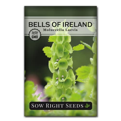 Sow Right Seeds - Bells of Ireland Flower Seeds for Planting - Unique Green Flowers to Plant in Your...