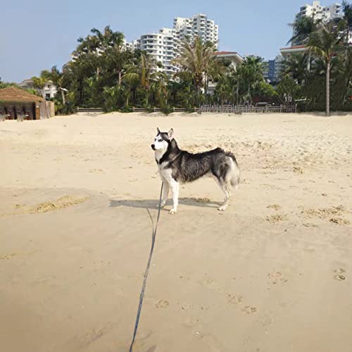 Btinesful Long Nylon Dog Leash For Dog/Puppy Obedience Recall Agility, 12Ft/20Ft/30Ft/50Ft Training Lead Thick Webbing Yard Outdoor Dog Leash (30 Feet, Black) #TOP4