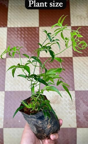 Image of live plants (JASMINE)