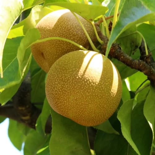 Muda Frutífera de Pera Hosuii (Mole) Enxertada