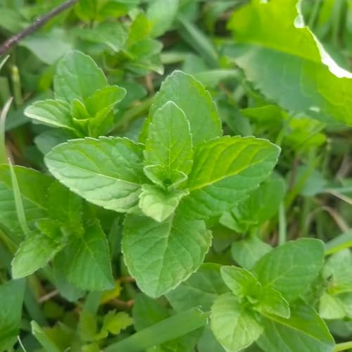 semillas de menta perenne resistente - jardín de plantas semillas de hortalizas camas elevadas para jardín semillas de menta semillas organicas -Serie de plantas raras- Plantas 350pcs