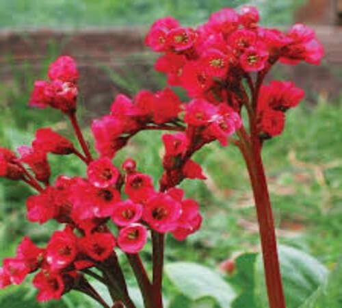 100pcs Fresh Red Bergenia Flower Seeds