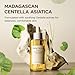 SKIN1004 Madagascar Centella Ampoule 3.38 fl.oz, 100ml, Korean Face Serum with Centella Asiatica, Hydrating and Moisturizing Care, Soothing Facial Serum for Skin Balance and Glow, Korean Skin Care