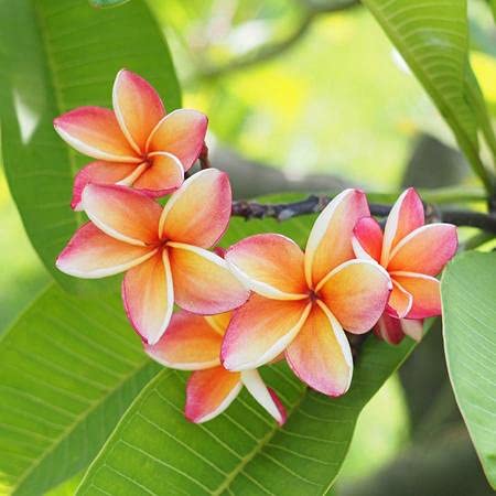15 pezzi di semi di Fiori di albicocca Plumeria