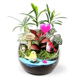 Yunmeryker Pflanzen Terrarium Komplettset, Mini Gewächshaus Flaschengarten, DIY Bastelset für Mädchen, Geschenk für 5-7 Jahre