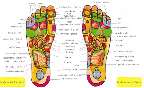 Masajeador Dual para Pies, Rodillo para Alivio del Dolor en Talones y Arco, Herramienta de Reflexología para Liberación Miofascial y Acupresión de Puntos Gatillo miniatura 2