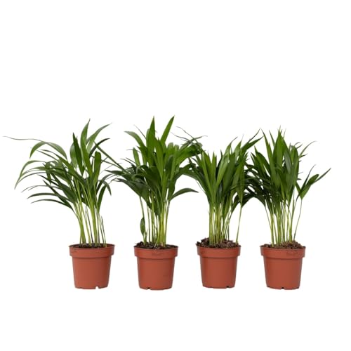 Plant in a Box - Dypsis Lutescens - Set of 4 - Areca Palm Indoor Plant - Height 30-45cm - Butterfly Palm - Pot 12cm