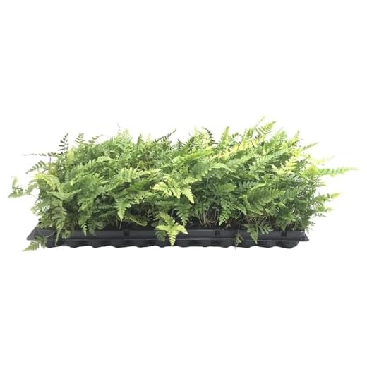 Best garden tours in europe Autumn Fern Live Plant Set