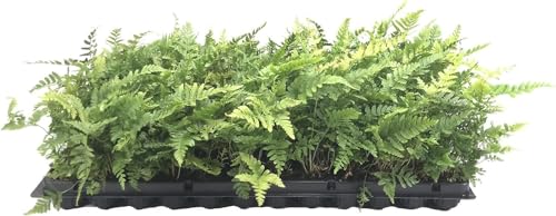 Autumn Fern | 3 Live Plants | Dryopteris Erythrosora | Lush Green Foliage | Easy to Grow | Perfect for Indoor and Outdoor Gardens | Vibrant Seasonal Color