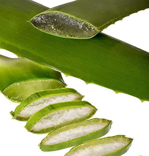 anthurium black beauty Anthurium Black | Care Guide and Pro Tips - Delivery from Toronto across  Canada