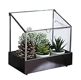 Vellon Large Glass Plant Terrarium for Fern Moss Foliage Succulent Bonsai Air Plants, Indoor Greenho