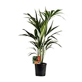 Kentiapalme – Howea Forsteriana – Zimmerpflanze – Ø19cm – ca. 100cm hoch – pflegeleichte & luftreinigende Grünpflanze für Zuhause & Büro