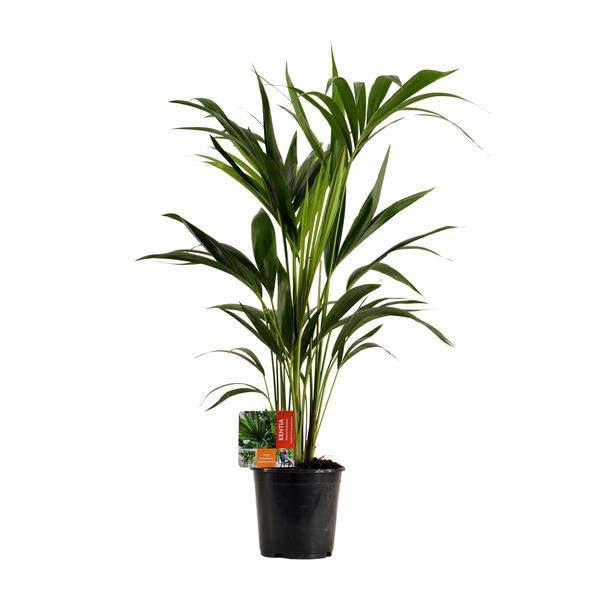 Kentiapalme - Howea Forsteriana - Zimmerpflanze - Ø19cm - 100cm