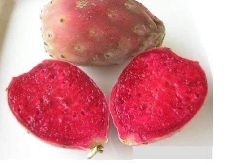 20 RED Cactus del higo chumbo Seeds Opuntia ficus indica Indian Fig Sabras Fruit