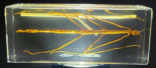 Image of 4.3 inch Real Stick Insect Phasmatodea Bug in Crystal Clear Lucite Resin Specimen Paperweight Preserved Various Animal Insect Bug Taxidermy Collection for Biology Science Education & Desk Ornament Display