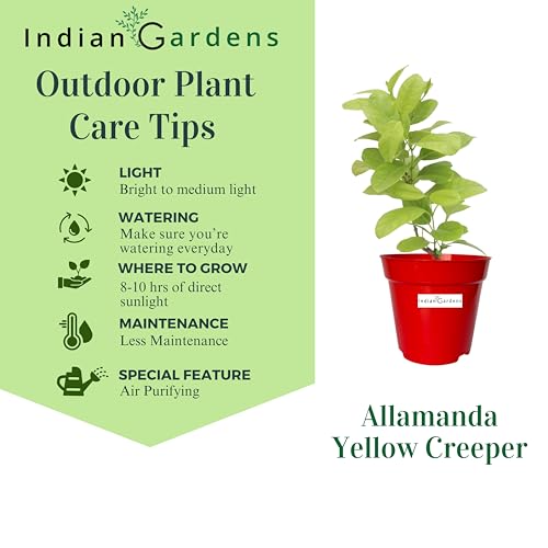 Image of Indian Gardens - Allamanda Yellow Creeper /Pentalinon Luteum Vine Flowers live plant | Outdoor Plant (White, 6 'Terracotta)