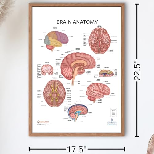 Image of Anatomy Lab Human Brain Anatomy Poster, LAMINATED, Anatomy and Physiology, 17.3 x 22.5 Inches, Organ Diagram, Anatomical Chart for Education Learning and Students | 17.3 x 22.5 Inches, Organ Diagram