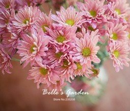 Graines de marguerites multicolores Plantes rustiques Graines de fleurs de marguerite Bellis Tasso Fleurs ornementales exotiques Graines de bonsaï Paquet de 500 graines