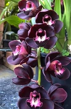 Generic 100pcs Orchid Flower Seeds Black