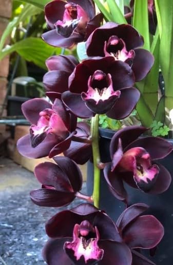 Orchid Seed 都築栞 Cool Black ver. Amazon.com : Generic 100pcs Orchid Flower Seeds Black