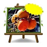 Kaki Chocolat – Planta fruta vieja sobre maceta 26 – Árbol máximo 200 cm – 4 años