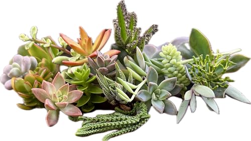 10 Assorted Live Succulent Cuttings, No 2 Succulents Alike, Great