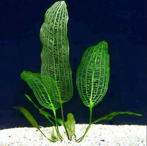 Aponogeton Madagascariensis Bulb Tropical Dwarf Aquarium Stunning Flower, Shrimp Safe (3)