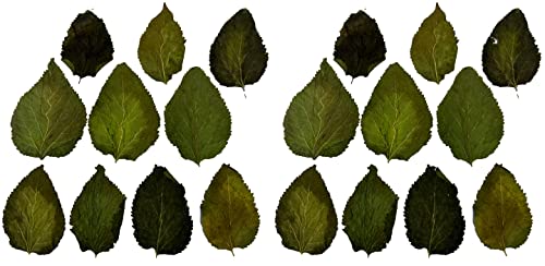 Image of Awesome Aquatic Mulberry Shrimp Leaves Natural Botanical Leaf Food Organic Treat Aquarium Fish Shrimp Terrarium High Protein Vitamin Mineral Fiber Healthy Habitat Environment (Mulberry 20 pk)