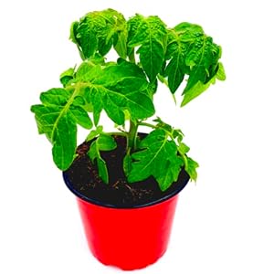 Florapartner Primabell Gold Tomatenpflanze 2er-Set