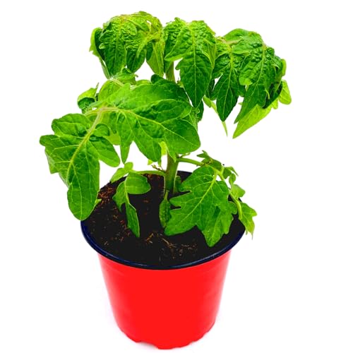 Florapartner Primabell Gold Tomatenpflanze 2er-Set