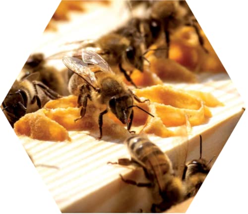 Oxalsäurelösung 3,5% von Bienenwagner, 500 ml Gebrauchslösung