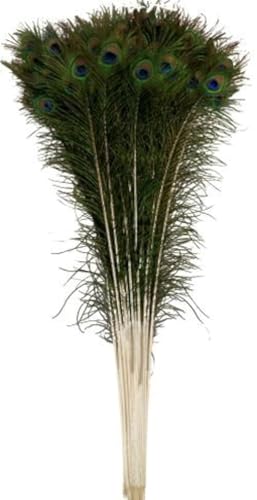 RED CRUSH Original Peacock Feather More Pankh (Green) -Set of 50 Pieces