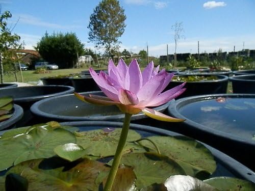 Ninfea 'Siam Purple 2' – Pianta Acquatica Rustica Viva a Radice Nuda Fiore Viola Intenso con Centro Giallo – Per Laghetti e Vasche – Fioritura Estiva – Coltivata in Italia