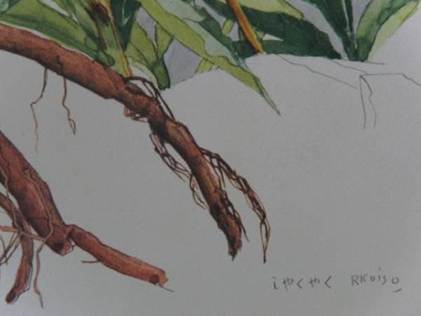 小磯良平、やまのいも、薬用植物画、版上サイン入り、新品額付 Amazon.co.jp: 小磯良平,しゃくやく,高級薬用植物画、版上サイン入り