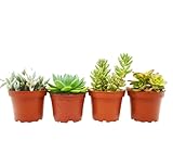 4 mini plantas suculentas fáciles de cuidar y de rápido crecimiento