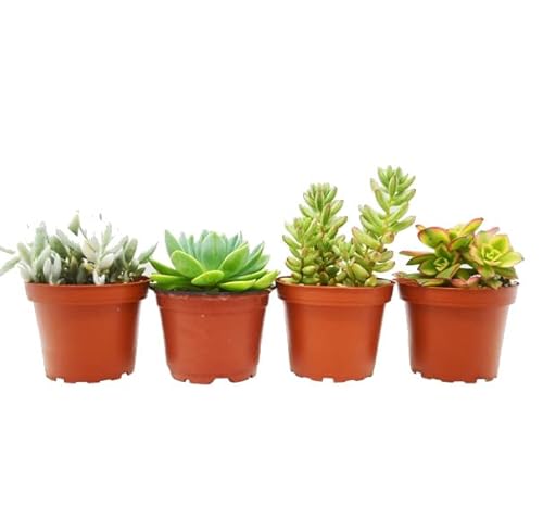 4 Mini Plantas Suculentas Fáciles de Cuidar y de Crecimiento Rápido