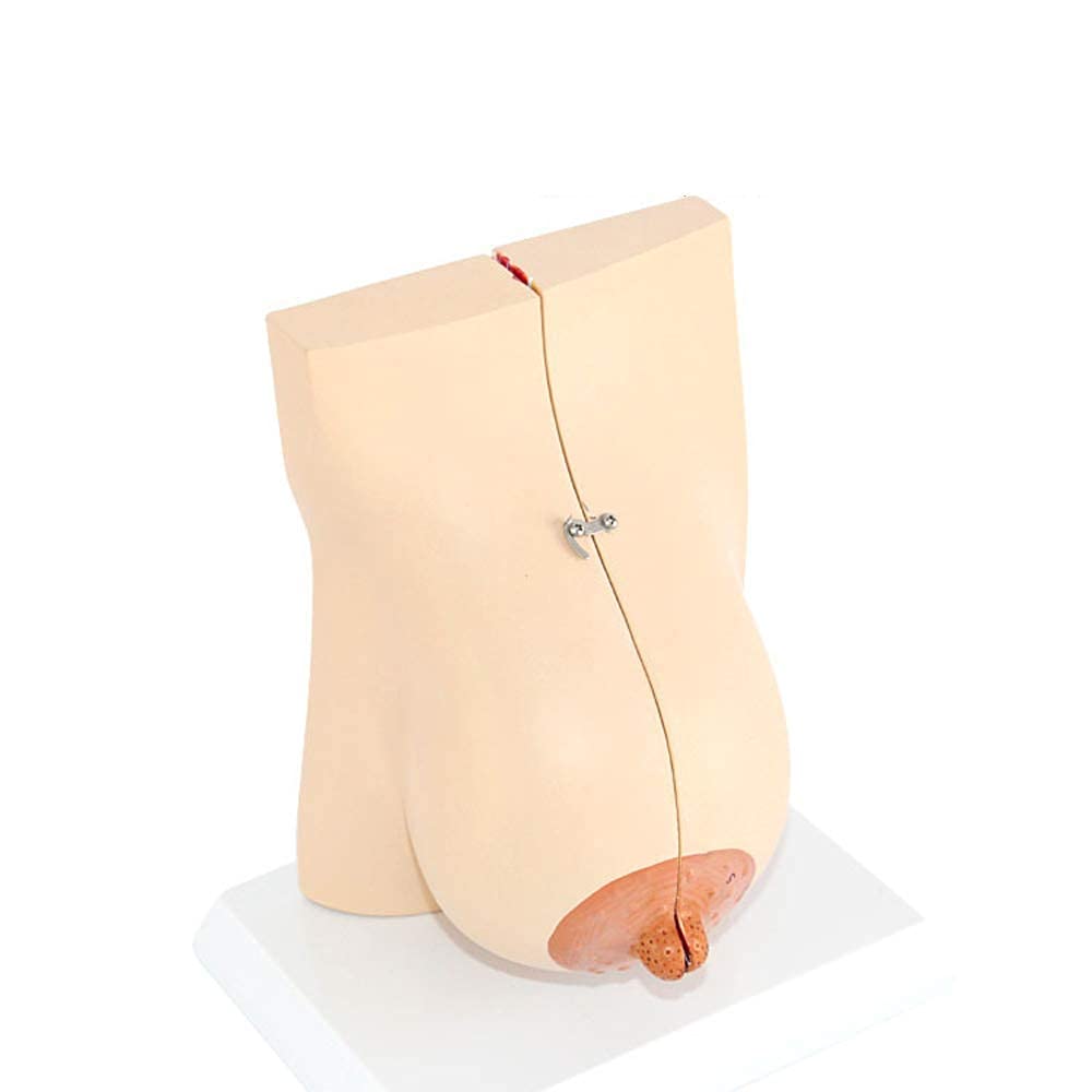 Model anatomiczny Ludzka pierś Model anatomii człowieka Medyczne materiały dydaktyczne Materiały medyczne Materiały edukacyjne dla szkół