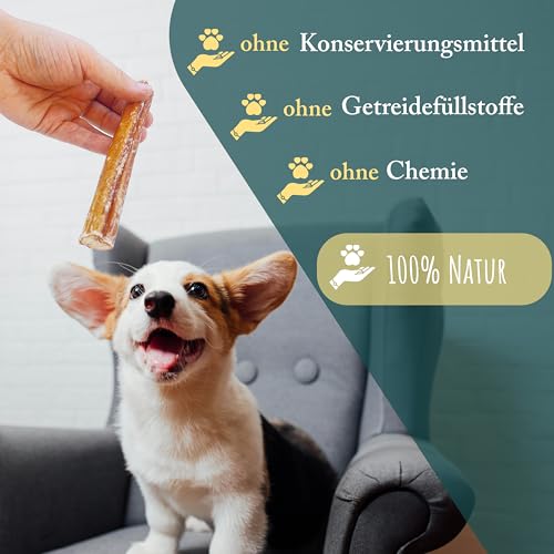 Ochsenziemer für Hunde I 10 Stück I 12 cm I natürliche und hochwertige Ochsenziemer Stücke I Bully Sticks I fettarm und proteinreich I Kauartikel zur Zahnpflege von Wuffsnacks