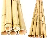 1 Stück Bambusrohr 100cm gelb gelbeicht mit 4,8 bis 6cm Durchmesser - 1m Moso Bambusstab Bambusstange
