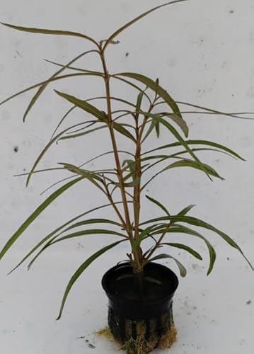 (Hygrophila Araguaia) Freshwater Aquarium Potted Plant