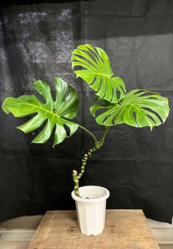 観葉植物 モンステラ 幹上がり」の人気商品一覧 | 安い商品を通販