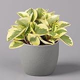Peperomia, verschiedene Arten nach Verfügbarkeit, Topf-Ø 12 cm, Höhe ca. 20 cm