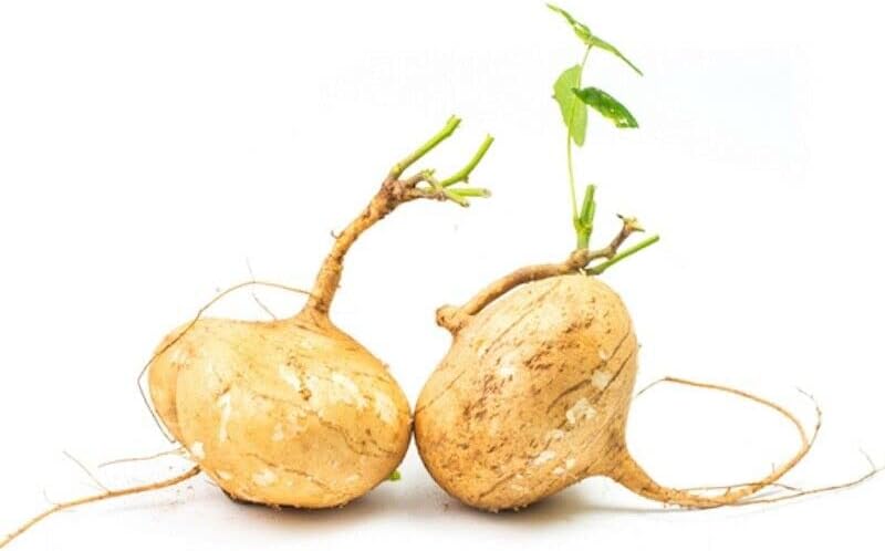 ALEXI Semillas de jícama - Semillas de jícama para plantar - Frijol de ñame mexicano - Semillas de nabo mexicano - Alta tasa de germinación - Alto