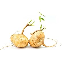 ALEXI Jicama Seeds - Jicama Seeds for Planting - Mexican Yam Bean - Mexican Turnip Seeds - High Germination Rate - High Yield - Non GMO - Sweet Crunchy 20