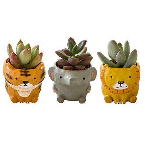 花のギフト社 多肉 アニマル 動物 新生活 陶器鉢 動物 インテリア 観葉植物 ギフト プレゼント