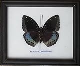 Insectfarm Rare Framed Real Archduke Butterfly Collection Display Insect Taxidermy