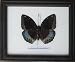 Insectfarm Rare Framed Real Archduke Butterfly Collection Display Insect Taxidermy