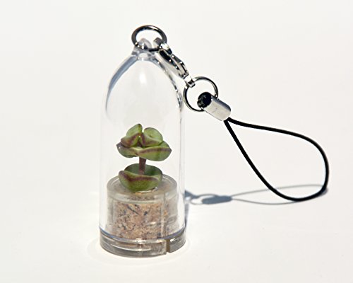 Baby's Necklace Live Succulent Plant Pendant Necklace. Gift for Her. Nature Gift.