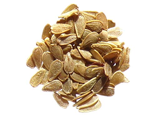 Pâquerette des Prés Simple - Bellis Perennis - SEM14