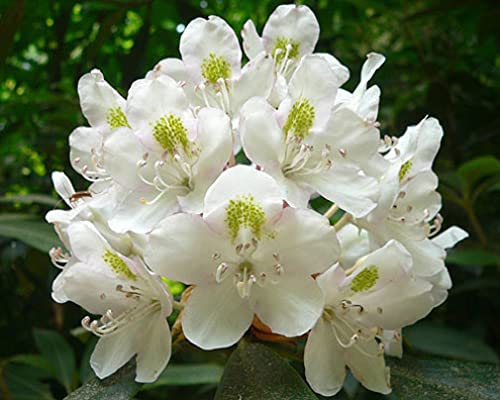 Rhododendron Maximum | Rosebay | Great White Laurel | 150_Seeds #TOP14